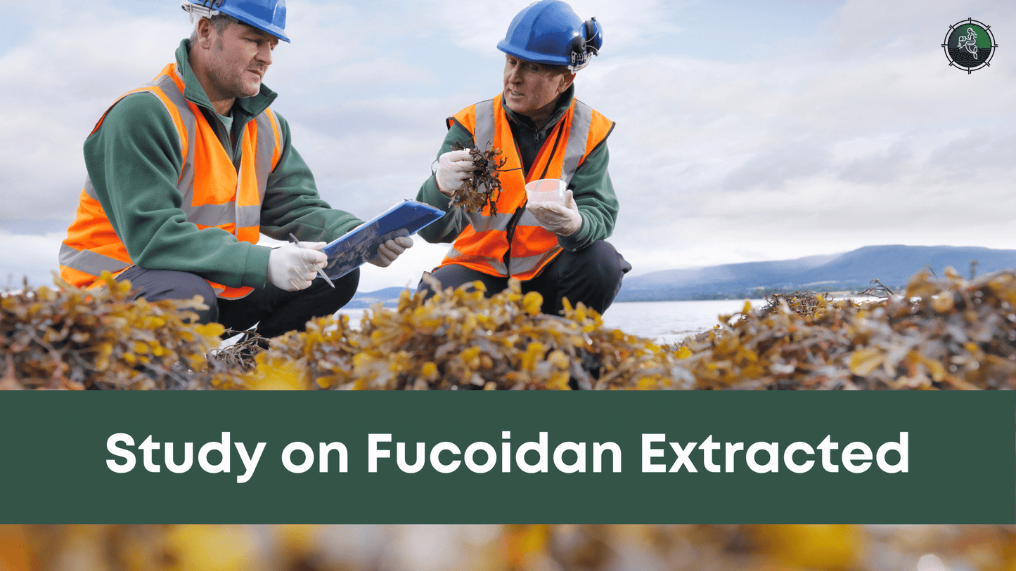 Study on Fucoidan Extracted from Padina Boergesenii: Potential Antioxidant and Anticancer Effects