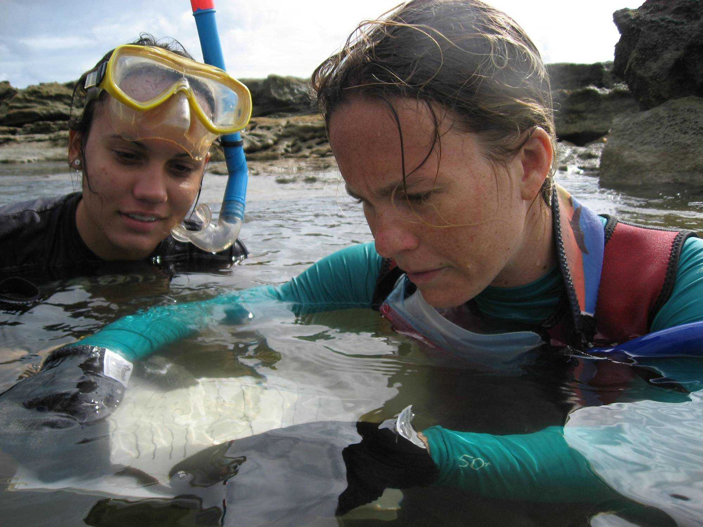 Divers gathering seaweed